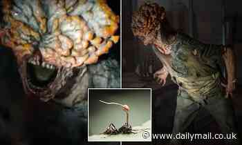How zombie fungus is three steps away from infecting HUMANS like in The Last of Us