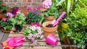 Hauptsache bunt: Wie Sie Ihren Balkon in diesem Jahr hübsch bepflanzen