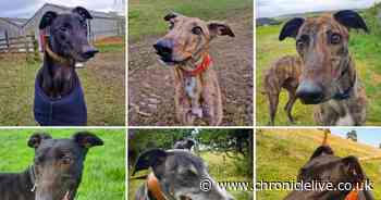 Six gorgeous retired greyhounds at Northumberland dog shelter looking for their forever homes