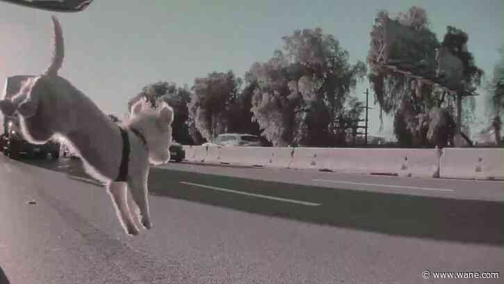 'Miracle': Video shows puppy tumble onto busy Los Angeles freeway, survive
