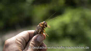 Insekten in Lebensmitteln: In und außerhalb der EU formiert sich Widerstand