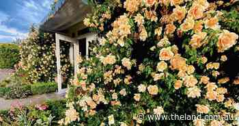 Visit four diverse estate gardens in the beautiful Hartley Valley