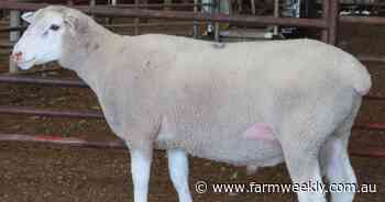 Demand for Maternal sires and White Suffolk rams