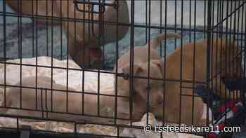 Dating with dogs fundraiser on Valentine's Day