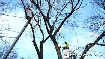 Ontario appeal court orders Metrolinx to stop cutting trees at Osgoode Hall pending hearing