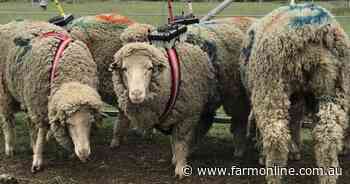 Research reveals stressed-out sheep snuggle over trauma