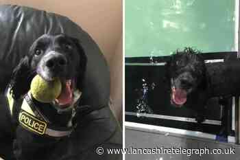 Darwen: Sadness as police dog dies following cancer battle