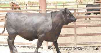 Beef Spectacular Feedback Trial 2023: Impressed by daily weight gains in trial