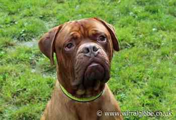 Wirral Globe's dog of the week: Thor needs a forever home
