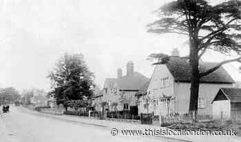 The historical Cedar tree from 'Uplands' in Church Hill, Loughton