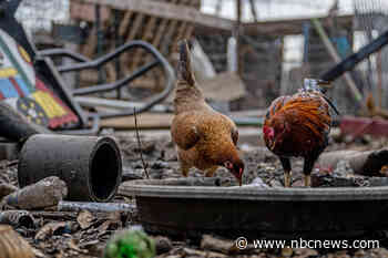 As bird flu spreads to minks, sea lions and other mammals, scientists are on alert for dangerous mutations