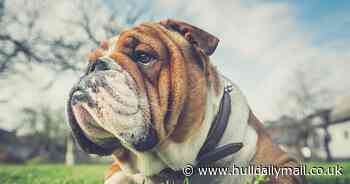 RSPCA launch probe after putting down abandoned bulldog found in 'heartbreaking' condition