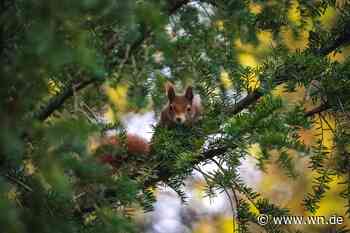 Sollte die Stadt Münster Seile für Eichhörnchen spannen?
