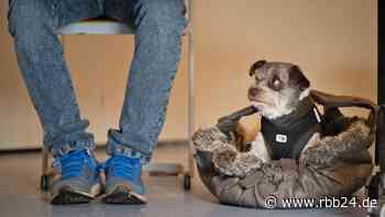 Berlin-Wahl: Wahlbeteiligung bei 23,4 Prozent am Mittag