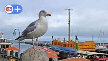 Tipps vom Profi: So schützen Sie Ihr Fischbrötchen vor Möwen
