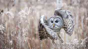 These majestic owls live in Toronto, but you have to know how to find them