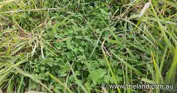 Balancing soil nitrogen for top pasture quality