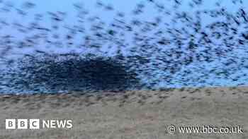 Bodmin Moor photographer caught inside starling murmuration