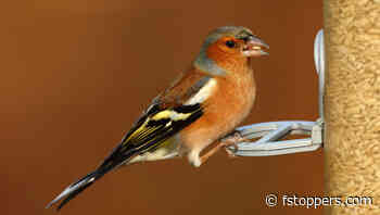 A Review of the Canon RF 1200mm f/8 L IS USM Lens