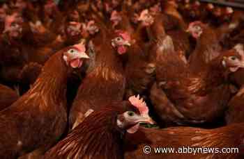 What we know about H5N1 avian flu and the risk to humans