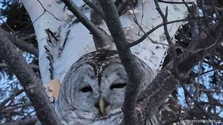 Owl rescued from Prince Edward Island field to be taken to Nova Scotia for treatment