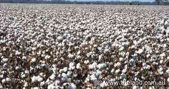 The three Cs: cotton, crops and cattle | Video