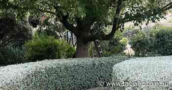 New roots from extra summer shoots | In Fiona's Garden