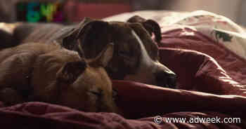 Amazon Throws a Dog a Bone in its Super Bowl Ad