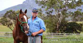 From local meat works to leading Australian horse trainer