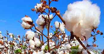 Cotton land clearing approval challenged in court