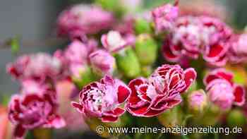 Nelken statt Rosen: Blumen der Liebe müssen nicht teuer sein