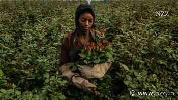 Zum Valentinstag werden in der Schweiz vier Millionen Rosen verschenkt. Vorher legen sie eine lange Reise zurück