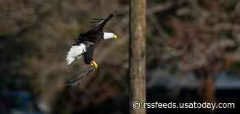 Where is Harriet? Beloved Florida bald eagle still not found, last seen more than a week ago