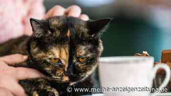 In immer mehr Städten öffnen Katzencafés - auch in Chemnitz