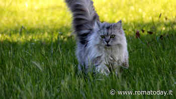 Fitoterapia per animali: cos’è e quali sono le piante officinali più efficaci