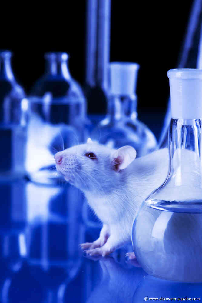 The History of the Lab Rat