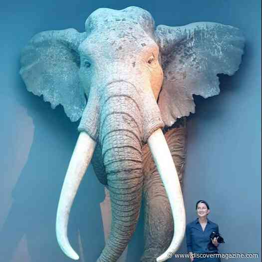 Neanderthals Hunted and Ate Straight-Tusked Elephants