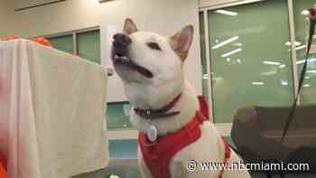 5 Puppies From Miami-Dade Animal Services Participate in 2023 Puppy Bowl