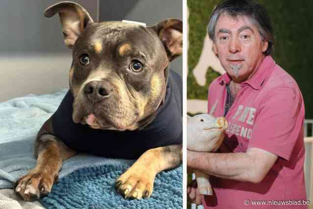 Michel Vandenbosch (GAIA) verontwaardigd nadat buldog bijna doodgeschopt wordt door eigenaar: “Waarom werd die man niet meteen gearresteerd?”