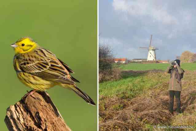Het gele zangvogeltje dat op steeds minder plekken in Vlaanderen opduikt, behalve hier: “De inspanningen blijven nodig”
