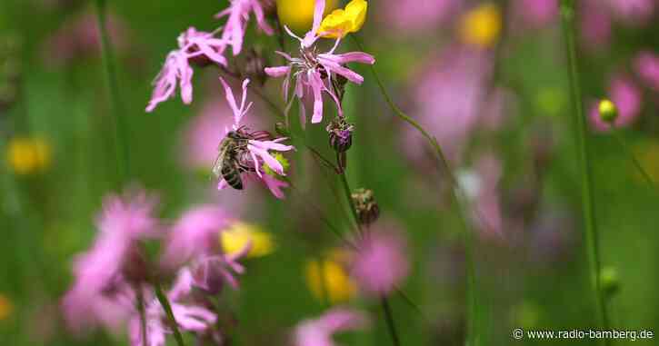 Volksbegehren: Initiatoren fordern konsequentere Umsetzung