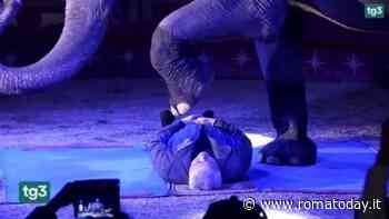 Lo spettacolo del circo offerto dal Papa è con gli animali: scattano le proteste