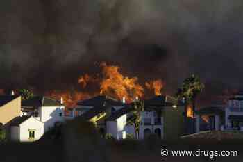 Lessons From a Wildfire on How to Save Pets' Lives