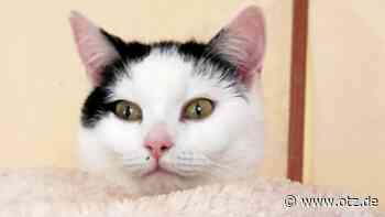 Vier Katzenfreunde suchen in Jena neues Zuhause