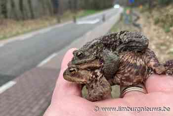 Genk: Hoogzij afgesloten op drukke overzetmomenten