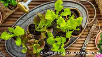 Salat im Kübel anbauen: Fünf Tipps beachten