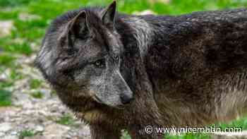 La mort d'un loup en forêt de Fontainebleau confirmée par les expertises