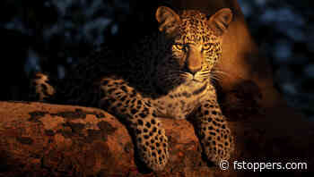 How Does the Nikon Z9 Compare to the Sony a1 for Wildlife Photography?