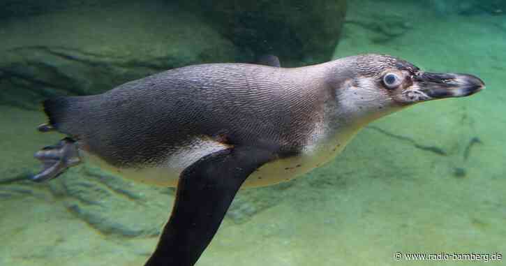 Pinguin verschluckt Brillenbügel – auf Weg der Besserung