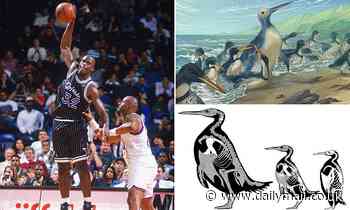 'Largest penguin that ever lived' unearthed in New Zealand